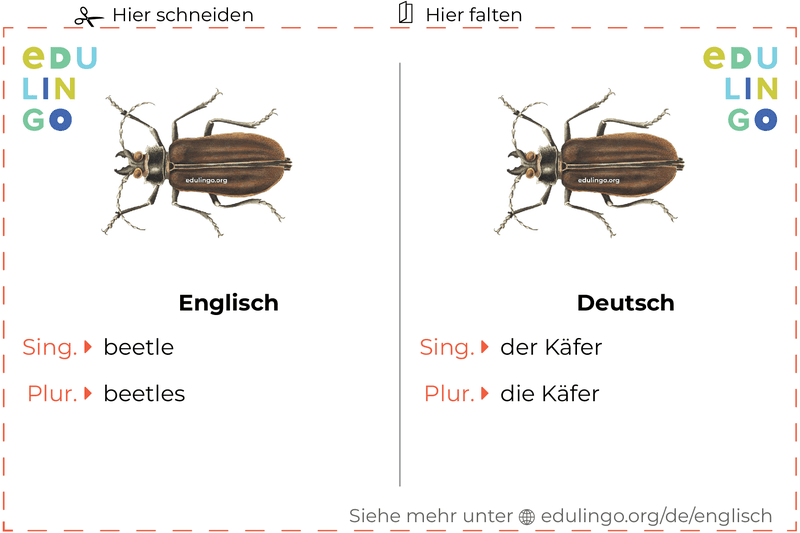 Käfer auf Englisch Vokabelkartei zum Ausdrucken, Üben und Lernen