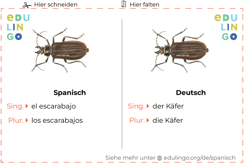 Käfer auf Spanisch Vokabelkartei zum Ausdrucken, Üben und Lernen
