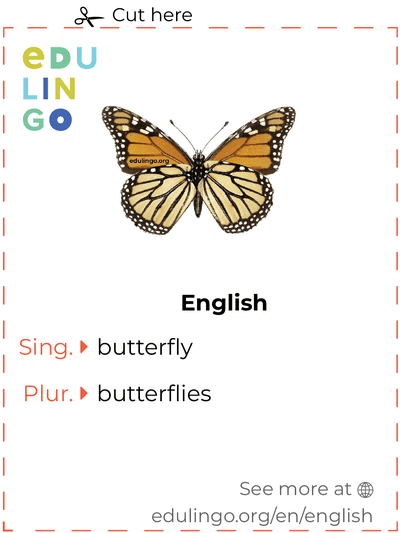 Butterfly in English vocabulary flashcard for printing, practicing and learning