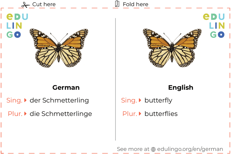 Butterfly in German vocabulary flashcard for printing, practicing and learning
