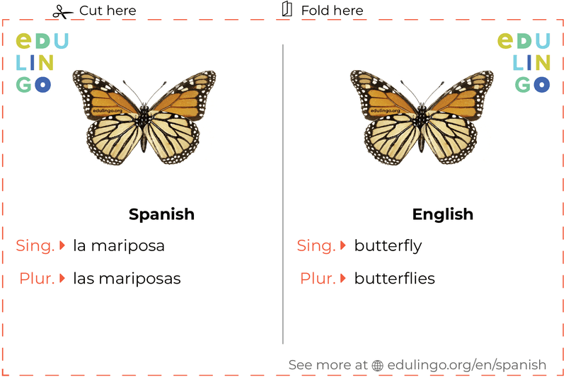 Butterfly in Spanish vocabulary flashcard for printing, practicing and learning