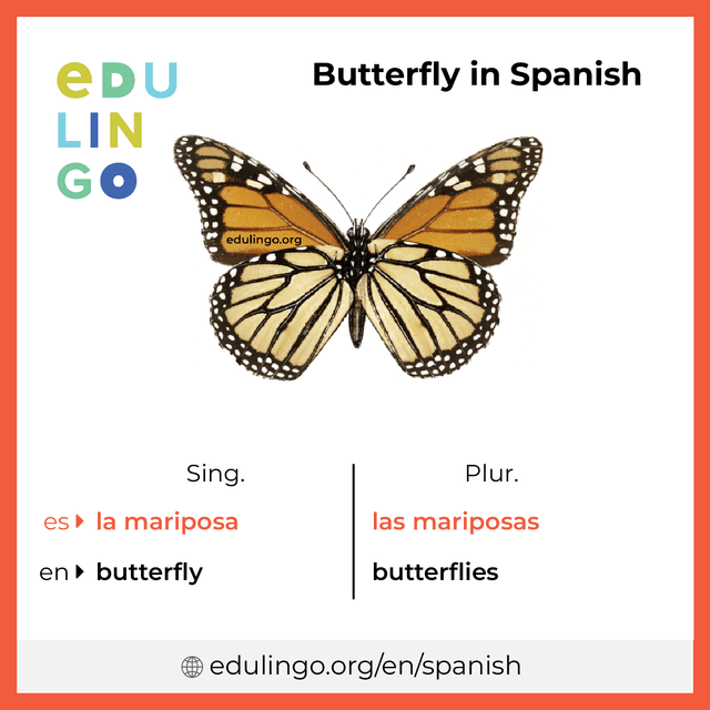 Butterfly in Spanish vocabulary picture with singular and plural for download and printing