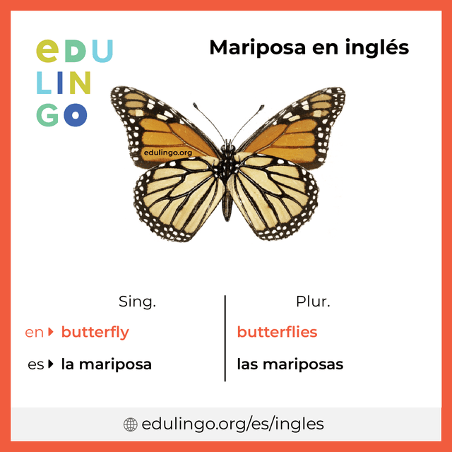 Imagen de vocabulario Mariposa en inglés con singular y plural para descargar e imprimir