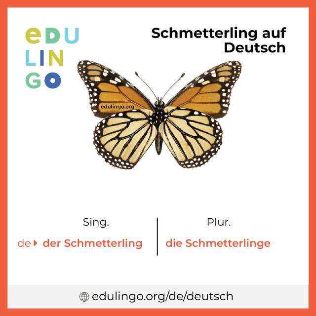 Schmetterling auf Deutsch Vokabelbild mit Singular und Plural zum Herunterladen und Ausdrucken