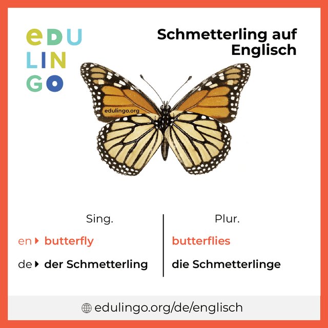 Schmetterling auf Englisch Vokabelbild mit Singular und Plural zum Herunterladen und Ausdrucken