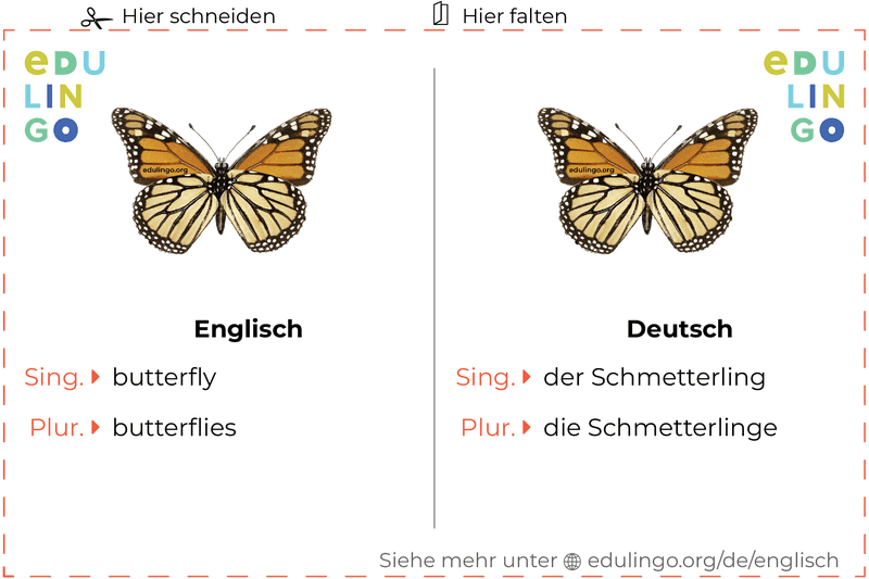 Schmetterling auf Englisch Vokabelkartei zum Ausdrucken, Üben und Lernen