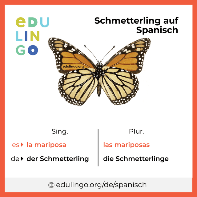 Schmetterling auf Spanisch Vokabelbild mit Singular und Plural zum Herunterladen und Ausdrucken