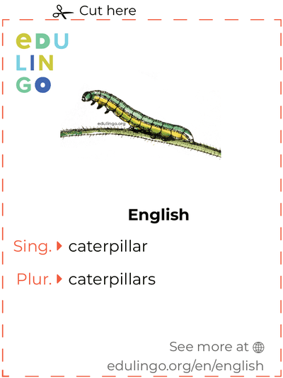 Caterpillar in English vocabulary flashcard for printing, practicing and learning