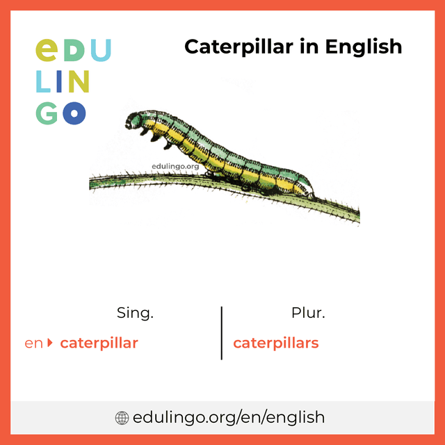 Caterpillar in English vocabulary picture with singular and plural for download and printing