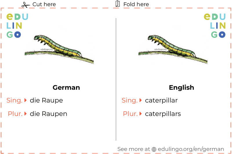 Caterpillar in German vocabulary flashcard for printing, practicing and learning