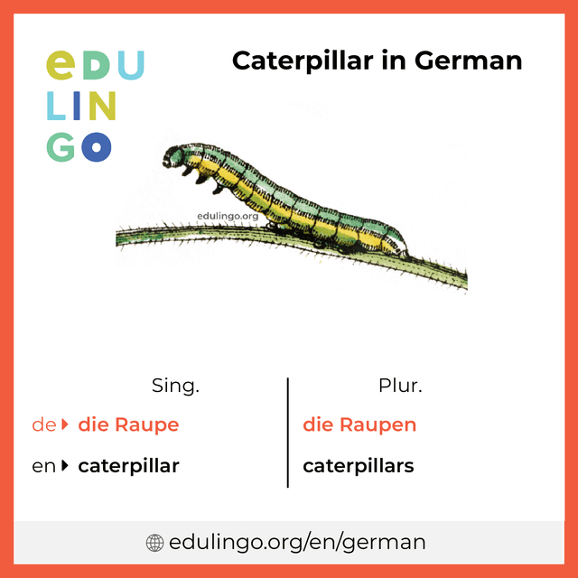 Caterpillar in German vocabulary picture with singular and plural for download and printing