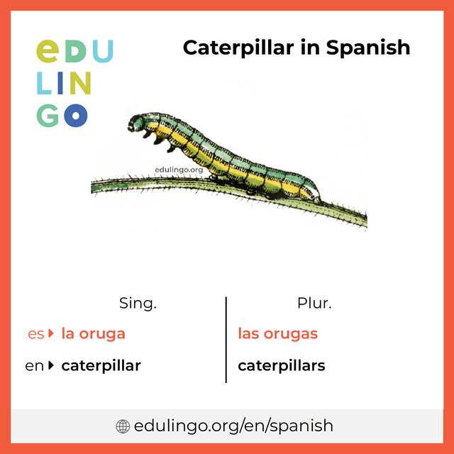 Caterpillar in Spanish vocabulary picture with singular and plural for download and printing