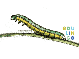 Thumbnail: Caterpillar in German