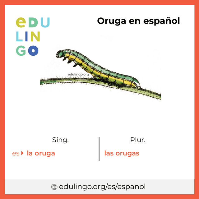 Imagen de vocabulario Oruga en español con singular y plural para descargar e imprimir