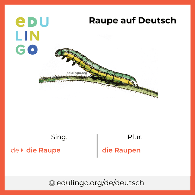 Raupe auf Deutsch Vokabelbild mit Singular und Plural zum Herunterladen und Ausdrucken