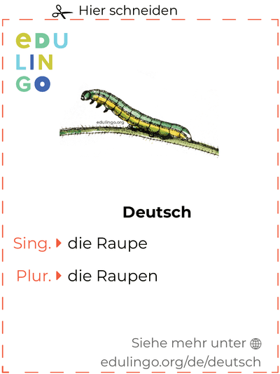 Raupe auf Deutsch Vokabelkartei zum Ausdrucken, Üben und Lernen