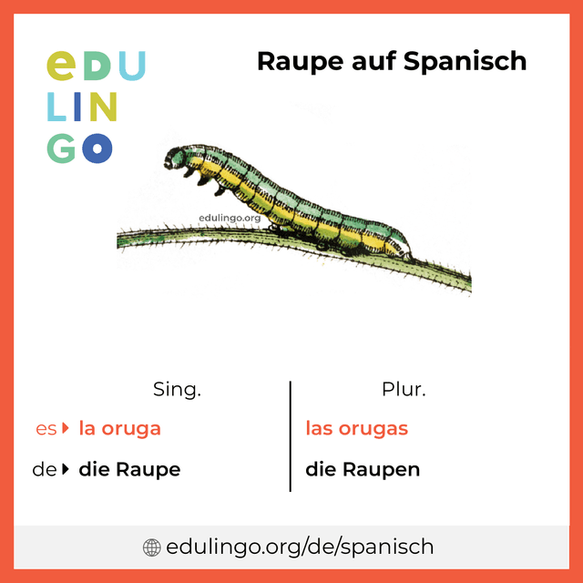 Raupe auf Spanisch Vokabelbild mit Singular und Plural zum Herunterladen und Ausdrucken
