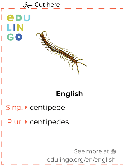 Centipede in English vocabulary flashcard for printing, practicing and learning