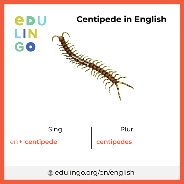 Centipede in English vocabulary picture with singular and plural for download and printing