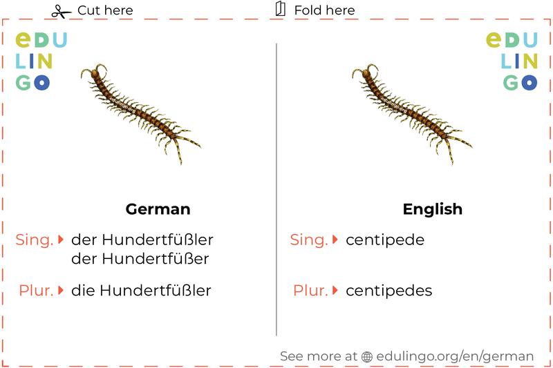 Centipede in German vocabulary flashcard for printing, practicing and learning
