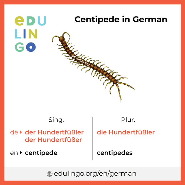 Centipede in German vocabulary picture with singular and plural for download and printing