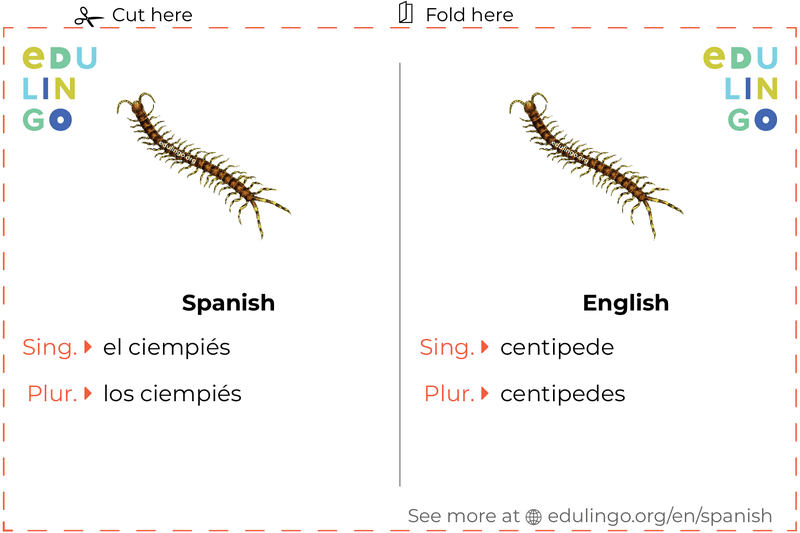 Centipede in Spanish vocabulary flashcard for printing, practicing and learning