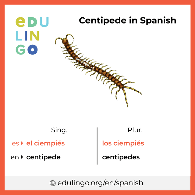 Centipede in Spanish vocabulary picture with singular and plural for download and printing