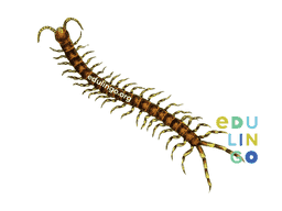 Thumbnail: Centipede in German