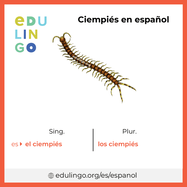 Imagen de vocabulario Ciempiés en español con singular y plural para descargar e imprimir