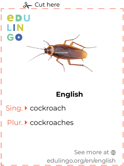 Cockroach in English vocabulary flashcard for printing, practicing and learning