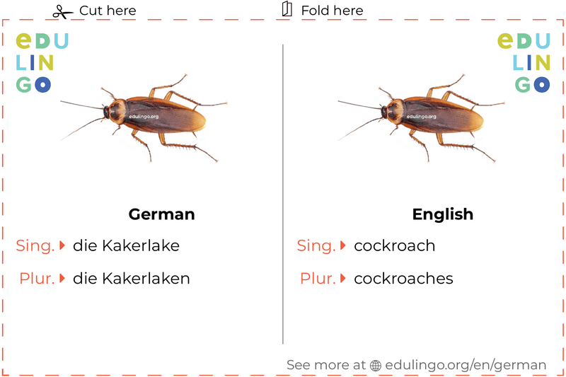 Cockroach in German vocabulary flashcard for printing, practicing and learning