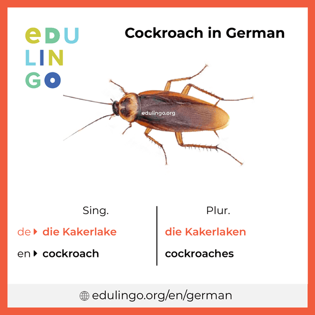 Cockroach in German vocabulary picture with singular and plural for download and printing