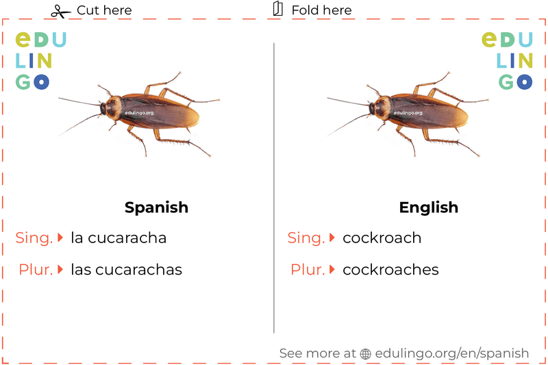 Cockroach in Spanish vocabulary flashcard for printing, practicing and learning