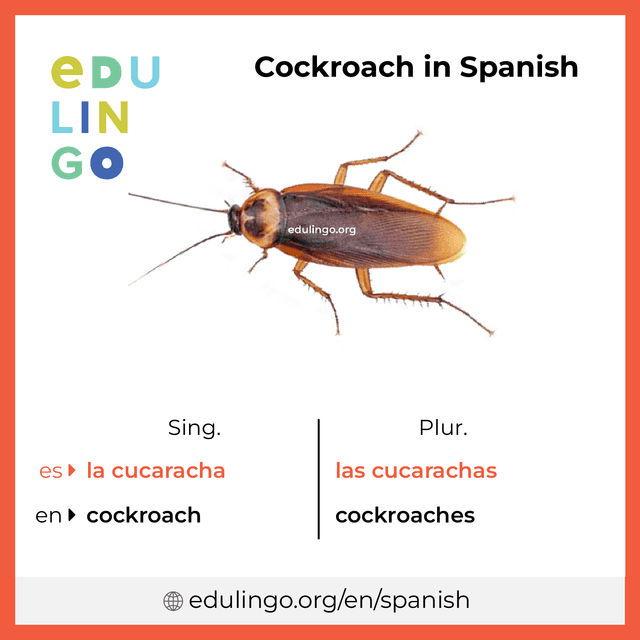 Cockroach in Spanish vocabulary picture with singular and plural for download and printing