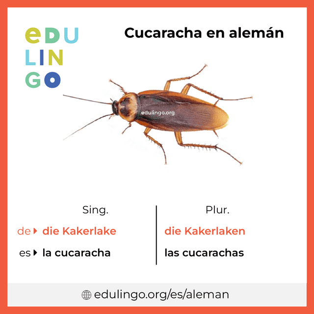 Imagen de vocabulario Cucaracha en alemán con singular y plural para descargar e imprimir