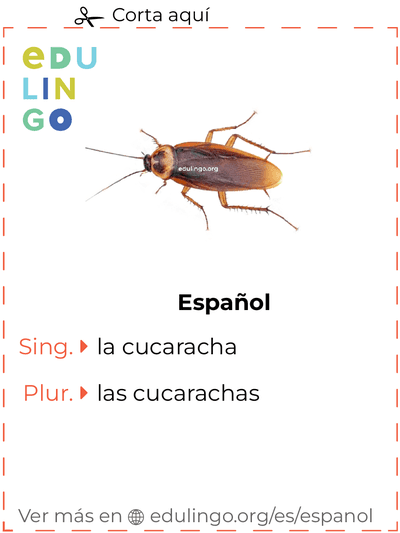 Ficha de Vocabulario Cucaracha en español para imprimir, practicar y aprender