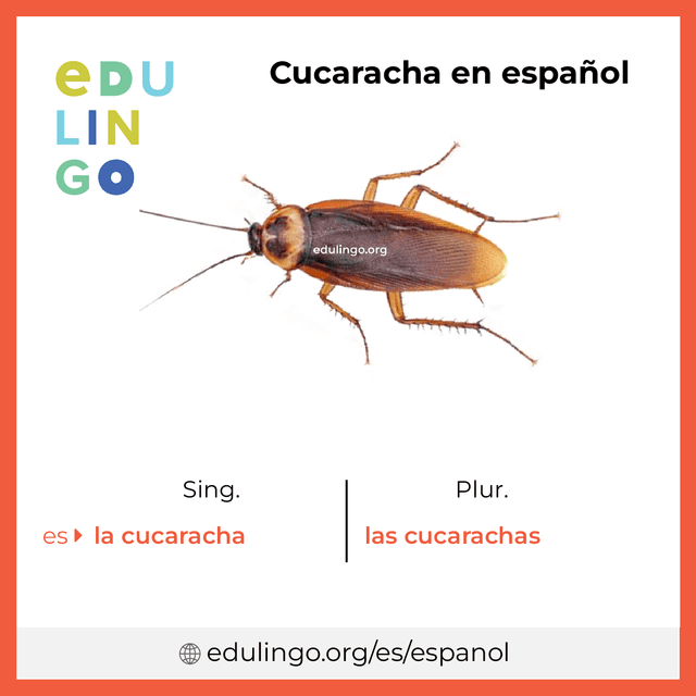Imagen de vocabulario Cucaracha en español con singular y plural para descargar e imprimir