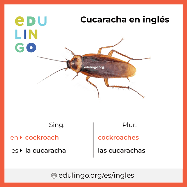 Imagen de vocabulario Cucaracha en inglés con singular y plural para descargar e imprimir