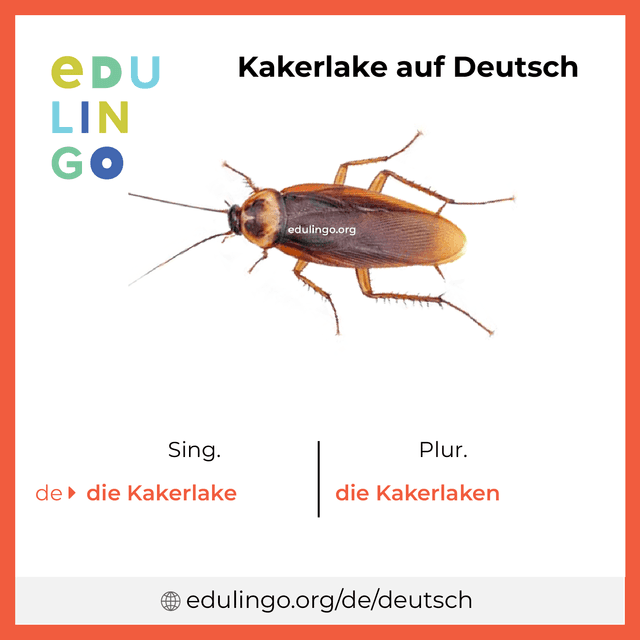 Kakerlake auf Deutsch Vokabelbild mit Singular und Plural zum Herunterladen und Ausdrucken