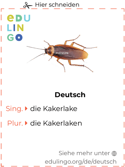 Kakerlake auf Deutsch Vokabelkartei zum Ausdrucken, Üben und Lernen