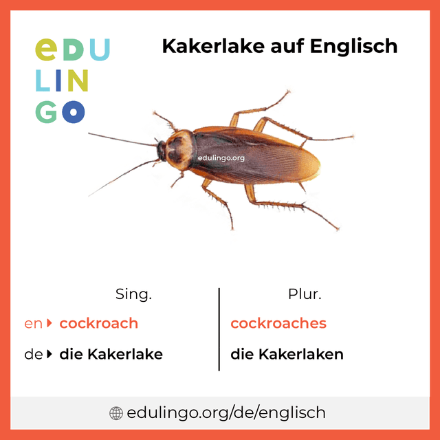 Kakerlake auf Englisch Vokabelbild mit Singular und Plural zum Herunterladen und Ausdrucken