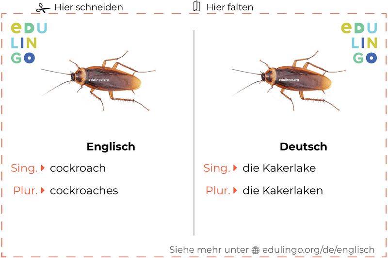 Kakerlake auf Englisch Vokabelkartei zum Ausdrucken, Üben und Lernen
