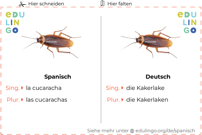 Kakerlake auf Spanisch Vokabelkartei zum Ausdrucken, Üben und Lernen