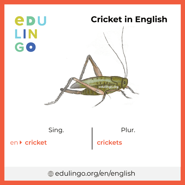 Cricket in English vocabulary picture with singular and plural for download and printing