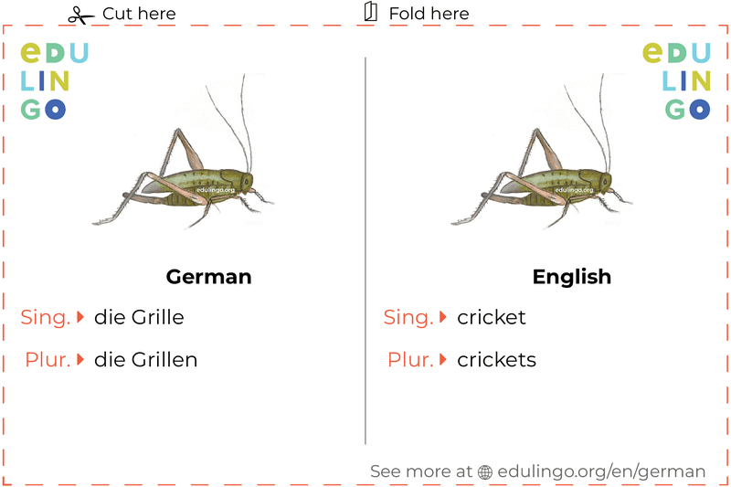 Cricket in German vocabulary flashcard for printing, practicing and learning