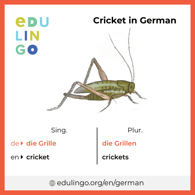 Cricket in German vocabulary picture with singular and plural for download and printing