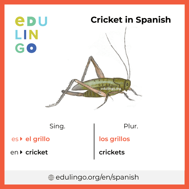 Cricket in Spanish vocabulary picture with singular and plural for download and printing