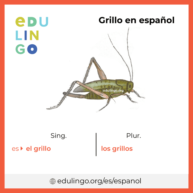 Imagen de vocabulario Grillo en español con singular y plural para descargar e imprimir
