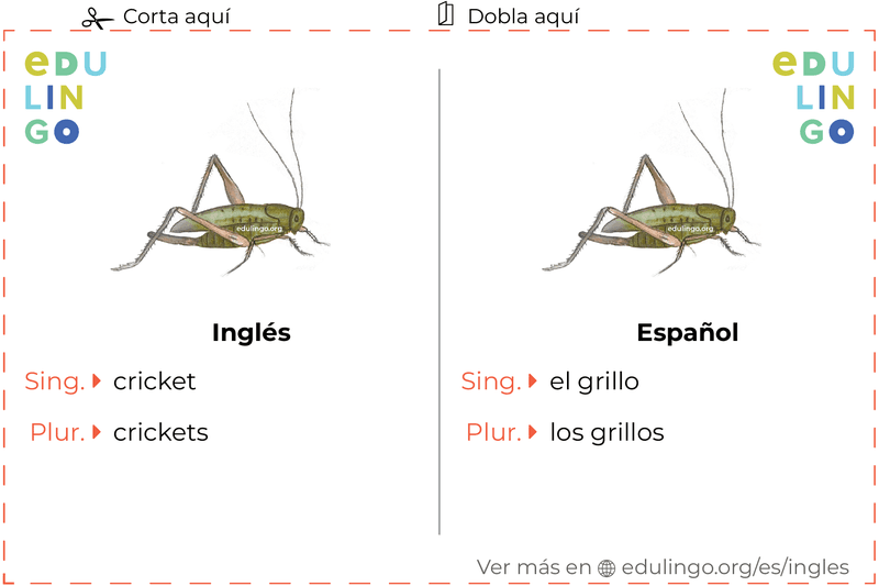 Ficha de Vocabulario Grillo en inglés para imprimir, practicar y aprender