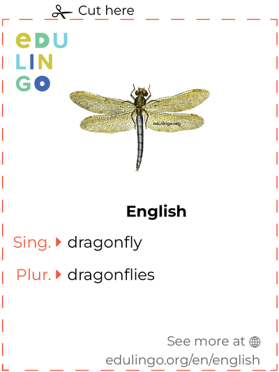 Dragonfly in English vocabulary flashcard for printing, practicing and learning
